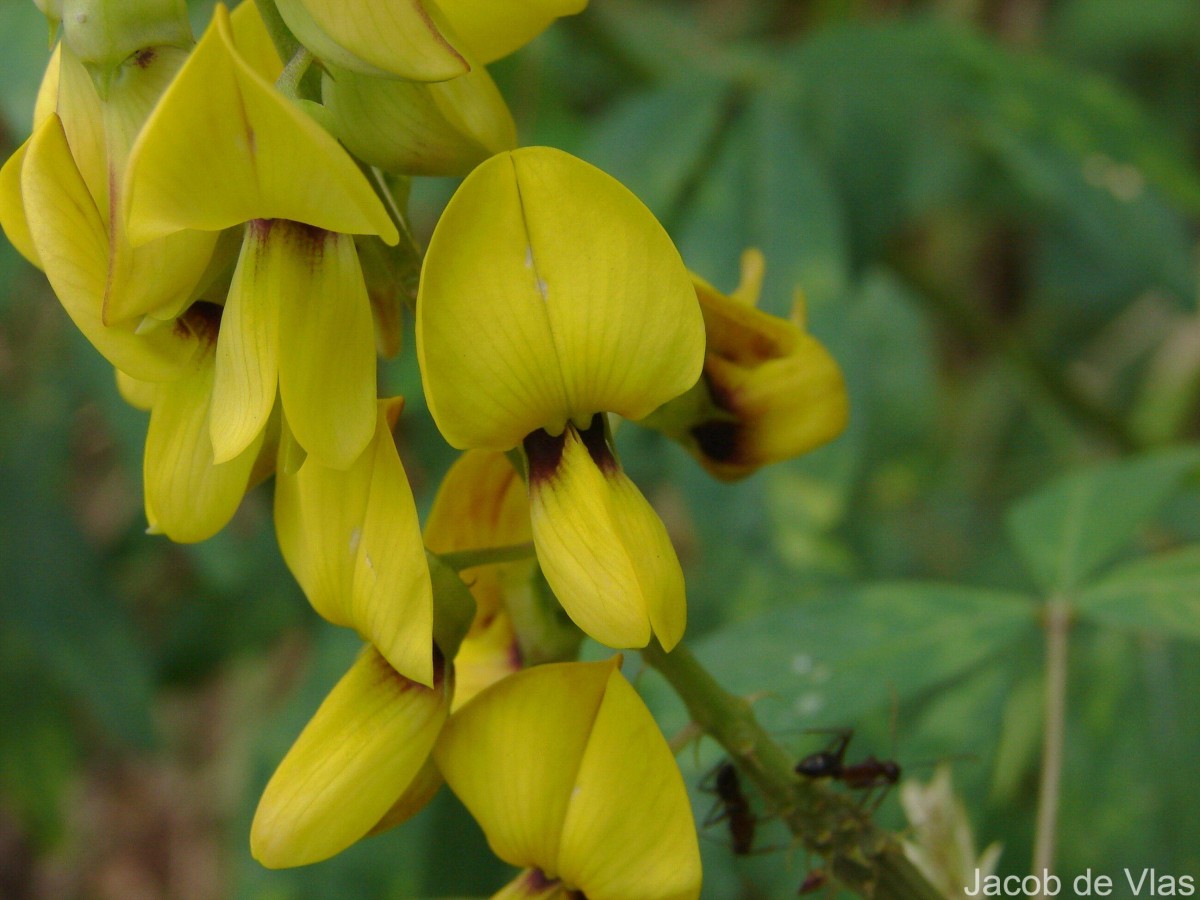 Crotalaria trichotoma Bojer